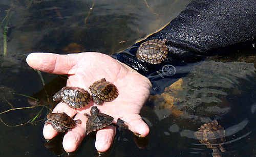 Mary River turtle hatchlings are released into the Mary River. Mary River turtle hatchlings are released into the Mary River.